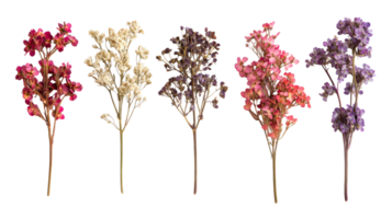 Set of colorful dried decorative flowers isolated on black, cut out transparent png