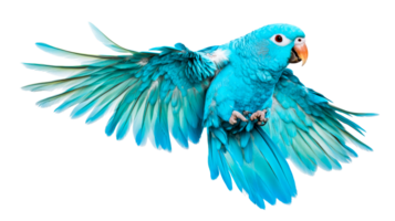 Captivating azure parrot flapping wings on black background, cut out transparent png