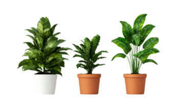 Three potted plants of different species, transparent background, cut out transparent png
