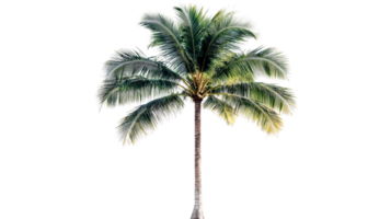 Tall green palm tree isolated against black background, cut out transparent png