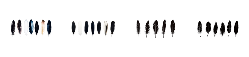 Row of feathers, dark colors variations and shapes, cut out transparent png