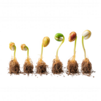 Sprouting vegetable seeds in row showcase germination process, highlighting growth and development. Each seedling displays unique characteristics, symbolizing new beginnings and vitality png