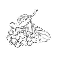 Rowan illustration. graphics, drawing of rowan, chokeberry, berries with leaves on a branch. Bunch of rowan berries. Design and packaging, realistic graphics, line art. vector