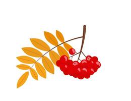 Cluster of rowan berries with leaves. Autumn rowan branch with leaves and red berries. Isolated illustration in flat style. vector