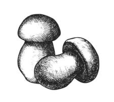 Close-up black and white sketch of two mushrooms with detailed line texture vector