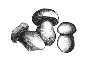 Group of mushrooms in black and white sketch with realistic texture and shading vector