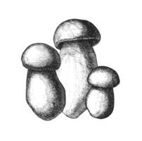 Trio of mushrooms in detailed black and white sketch with realistic shading vector