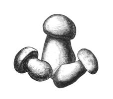 Three mushrooms in a minimalist black and white sketch with detailed line shading vector
