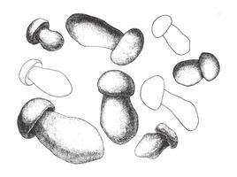 Black and white mushroom sketch with varied shapes and shading techniques vector