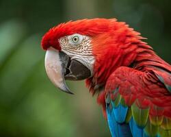 Colorful macaws and parrots in close-up with vibrant feathers in a tropical setting photo
