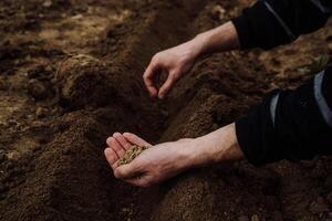 a handful of beet seeds for sowing in men's hands 1 photo