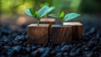 Newly sprouted plants emerging from wooden blocks in a lush garden environment during daylight hours photo