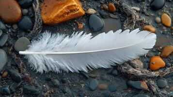 White feather resting on colorful pebbles by the shoreline at dawn photo