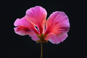 Vibrant pink and red petals of a delicate flower in close-up, displaying intricate vein patterns and soft gradients, creating a stunning contrast with their dark background photo