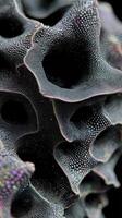 Organic texture with intricate patterns of small, colorful dots resembling a close-up of a natural structure. The irregular shapes create a mesmerizing abstract appearance photo