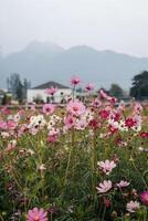 Cosmos flower field with mountains and building in soft focus background photo