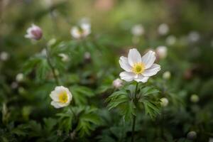 Anemone flower blooming in spring meadow with green leaves and blurred background photo