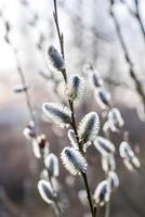 willow branch with soft catkins in springtime garden close up macro view photo