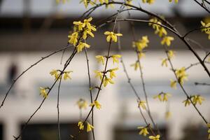 Forsythia flowering branches against blurred building backdrop in springtime photo