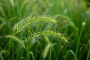 Green foxtail grass in a field, close up of wild grass with blurred background photo