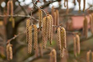 Hazel catkins hanging from branches in early spring, blurred background, closeup view photo
