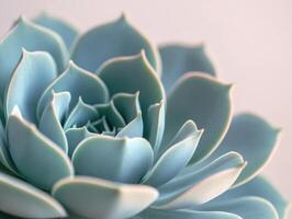 Succulent image with blue-green leaves forming a spiraling rosette pattern, showcasing intricate textures and soft lighting for a calming and natural aesthetic. No text present photo