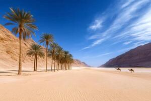Camels walking in the desert between palm trees and mountains in Egypt photo