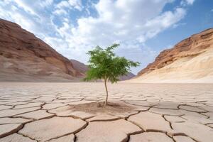 Lone tree growing in cracked desert soil between canyons photo