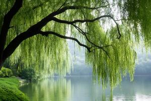 Weeping willow tree reflecting in a calm lake in spring photo