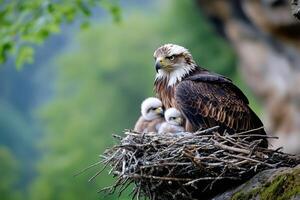 Lesser spotted eagle protecting chicks in nest photo