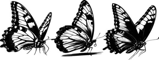 Side View of Three Butterflies in Detailed Hand Drawn Illustration vector