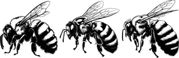 Side View of Three Bees in Black and White Hand Drawn Illustration vector