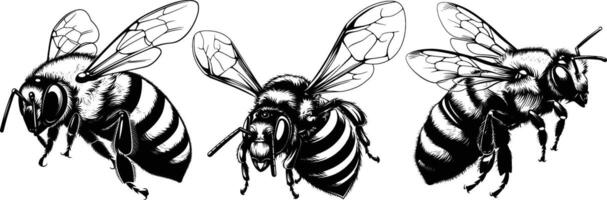 Front and Side View of Bees in Black and White Hand Drawn Illustration vector