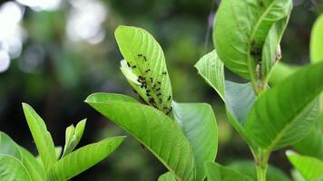 a swarm of black ants on the tip of a guava leaf swaying in the wind video