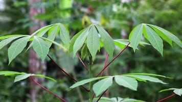 close up view of green cassava plant swaying in the wind video