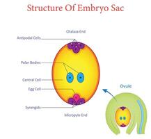 Diagram of Embryo Sac Structure Showing Key Components and Cellular Organization vector