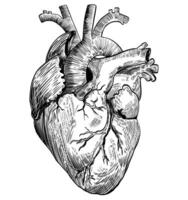 Heart line sketch design with black shaded color vector