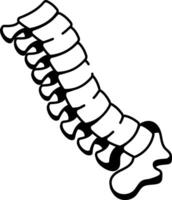 A hand drawn style icon of a spine bone vector