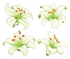 Collection of blooming white lilies in various angles and artistic style. Cartoon illustration vector
