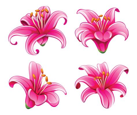 Pink lily flower collection with smooth petal curves and vivid pink shades. Cartoon illustration