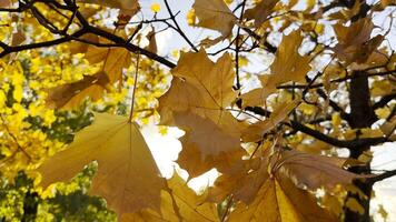 Golden maple leaves on tree branches gently swaying in the wind with sunlight at background. Lush autumn yellow foliage swinging on the breeze at forest. Beautiful colorful fall season. photo