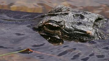 Close-Up of Alligator Head Floating in Swamp video