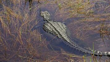 Motionless Reptile in Florida Marsh video