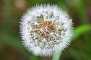 Close up view of a dandelion showing intricate details of its fluffy seed head in a vibrant green landscape photo