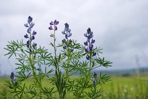 Lupine flowers bloom in a field under a cloudy sky during springtime in a rural landscape photo