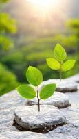 New green leaves sprout from stones in a sunlit garden during a tranquil morning photo