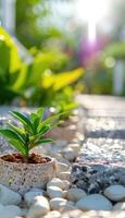 Small green plant growing in a stone pathway with sunlight shining in the background photo