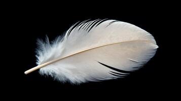 Feather is shown on a black background. The feather is white and has a brown tip. The feather is long and thin photo