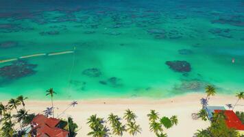 Aerial view of a tropical beach with palm trees and turquoise ocean video