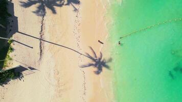 Aerial top-down view of the beach, people and the shadow of a palm tree video